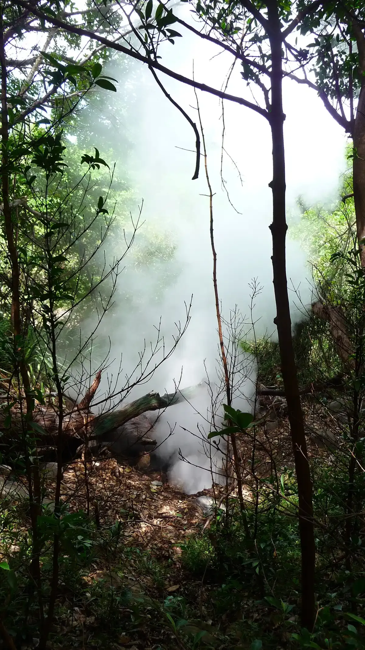 A fumarole venting steam in the forest at Las Pailas, Rincón de la Vieja, on Costa Rica hot springs tours